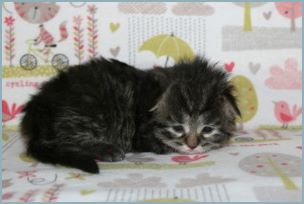 Female Siberian Kitten from Deedlebug Siberians